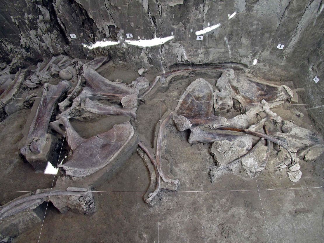 There are at least 14 mammoths buried at the site.