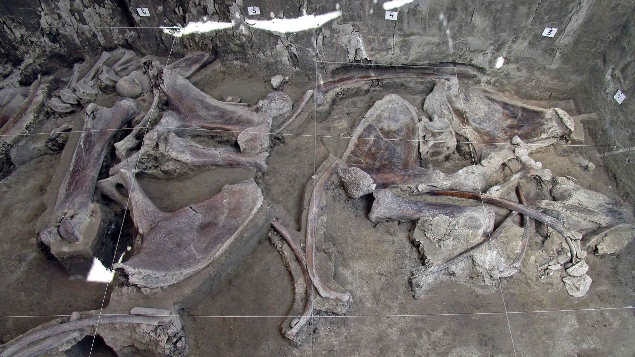 There are at least 14 mammoths buried at the site.