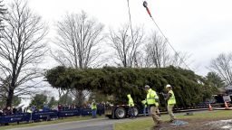IMAGE DISTRIBUTED FOR TISHMAN SPEYER- This year's Rockefeller Center Christmas tree, a 77-foot tall Norway Spruce, is guided onto a flatbed truck after being cut from the yard of Carol Schultz, Thursday, Nov. 7, 2019, in Florida, NY. The tree will be brought into New York City by flatbed truck and erected at Rockefeller Center on Saturday, Nov. 9. The 87th Rockefeller Center Christmas Tree Lighting ceremony will take place on Wednesday, Dec. 4. (Diane Bondareff/AP Images for Tishman Speyer)
