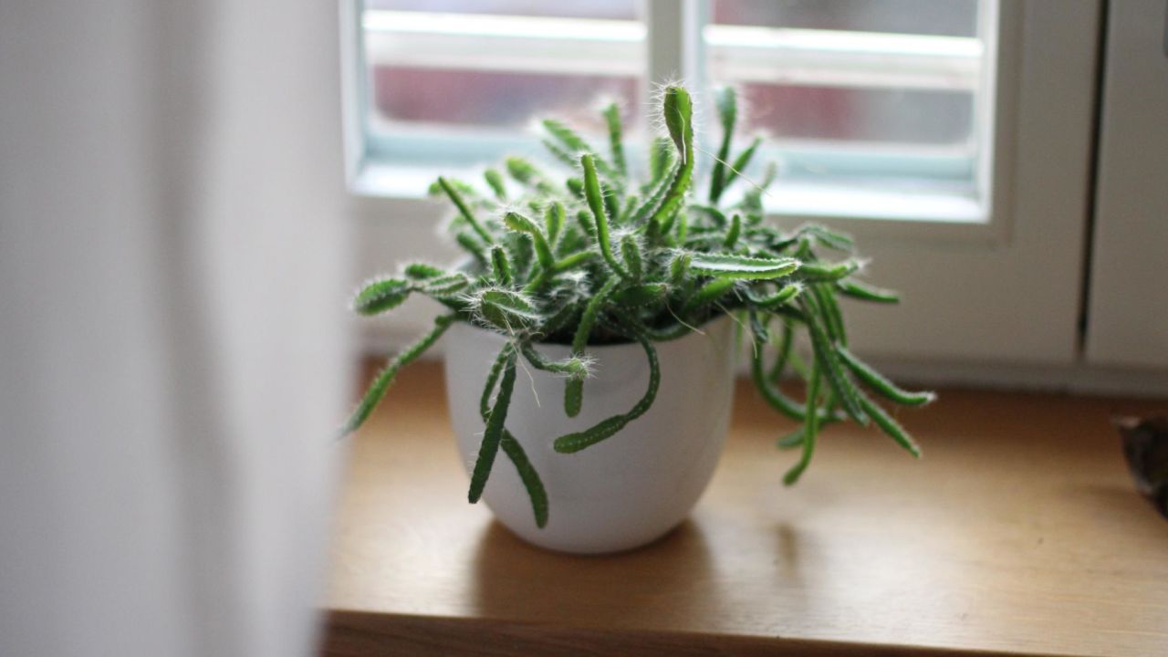 Houseplants' air-cleaning and oxygen-producing benefits may have been exaggerated, a new study says. 