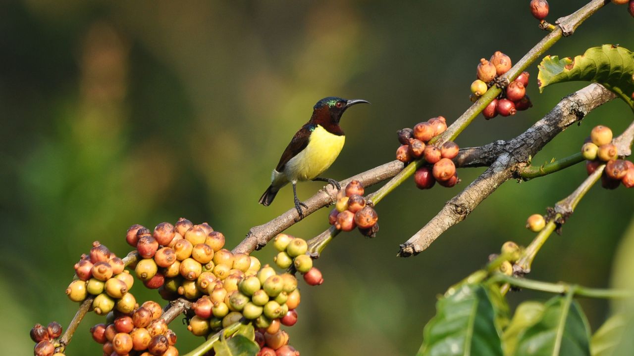 A bird perches on a coffee tree branch is southwest India's Kamataka state.