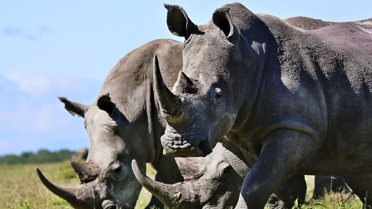 Rhinos are often poached for their horn, which some buyers believe can cure health problems.