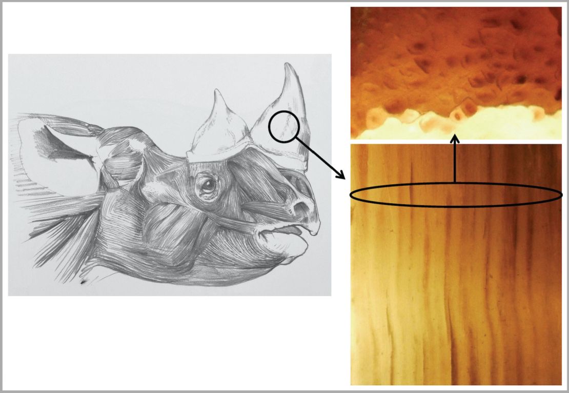 Researchers created faux horns using horsehair, which they glued together to mimic real rhino horn. 
