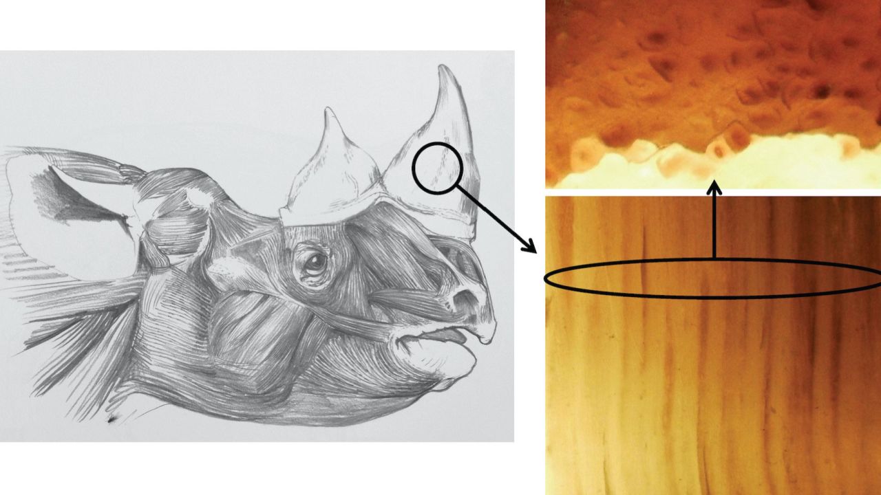 Researchers created faux horns using horsehair, which they glued together to mimic real rhino horn.