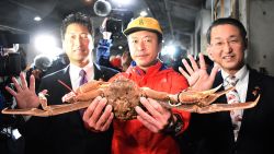 This picture shows a snow crab, sold for a record of 46,000 USD at an auction, in Tottori city on November 7, 2019. - A Japanese bidder may be feeling the pinch after forking out 46,000 USD at auction for a snow crab -- a price that "probably set a new world record," local officials said November 7. The crab, weighing in at 1.2 kilogrammes and measuring 14.6 centimetres across, went for a final price of five million yen at the auction in western Tottori prefecture. (Photo by STR / JIJI PRESS / AFP) / Japan OUT (Photo by STR/JIJI PRESS/AFP via Getty Images)