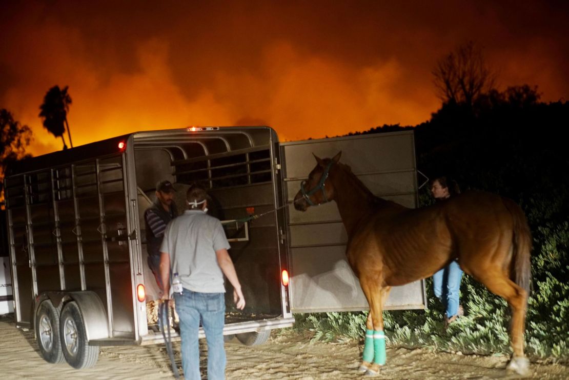 Volunteers rescue horses during the Lilac fire in Bonsall, California on December 7, 2017.
