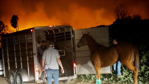Volunteers rescue horses during the Lilac fire in Bonsall, California on December 7, 2017.