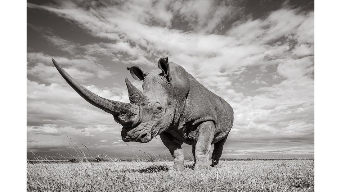 <strong>Amazing shots:</strong> British photographer Will Burrard-Lucas took a series of stunning photographs of rhinos photographed in Kenya, including a white rhino at Solio Lodge wildlife conservancy, pictured here.
