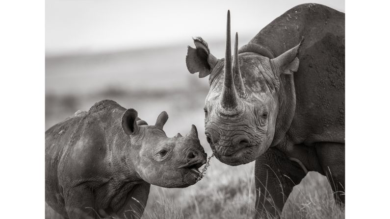 <strong>Intimate moments:</strong> Burrard-Lucas took some of these intimate shots via a camera trap that he calls BeetleCam. Pictured here: Black rhinos photographed at Lewa Conservancy, Kenya.