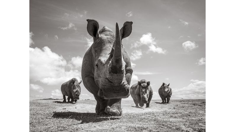 <strong>Lifelong passion:</strong> Burrard-Lucas fell in love with wildlife photography as a child, when he lived in Tanzania. Pictured here: white rhinos photographed with the BeetleCam at Solio Lodge.