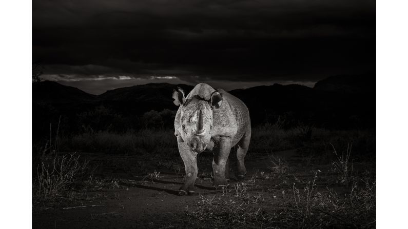 <strong>Shy and elusive:</strong> "Black rhinos are very shy and elusive and they're mostly active at night," Burrard-Lucas tells CNN Travel. He dedicated a month to getting atmospheric nighttime photos, including this one of a black rhino photographed in Tsavo West National Park, Kenya.