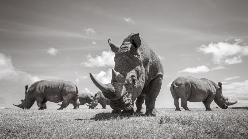 <strong>"Inquisitive and playful":</strong> "I was surprised at how inquisitive and playful those white rhinos were," says Burrard-Lucas. Pictured here: white rhinos photographed with the BeetleCam at Solio, Kenya.