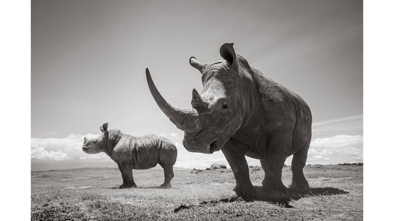 <strong>Varied photography:</strong> Burrard-Lucas has also photographed animals including rare "big tusker" elephants and black leopards. Pictured here: white rhinos photographed with the BeetleCam at Solio, Kenya.