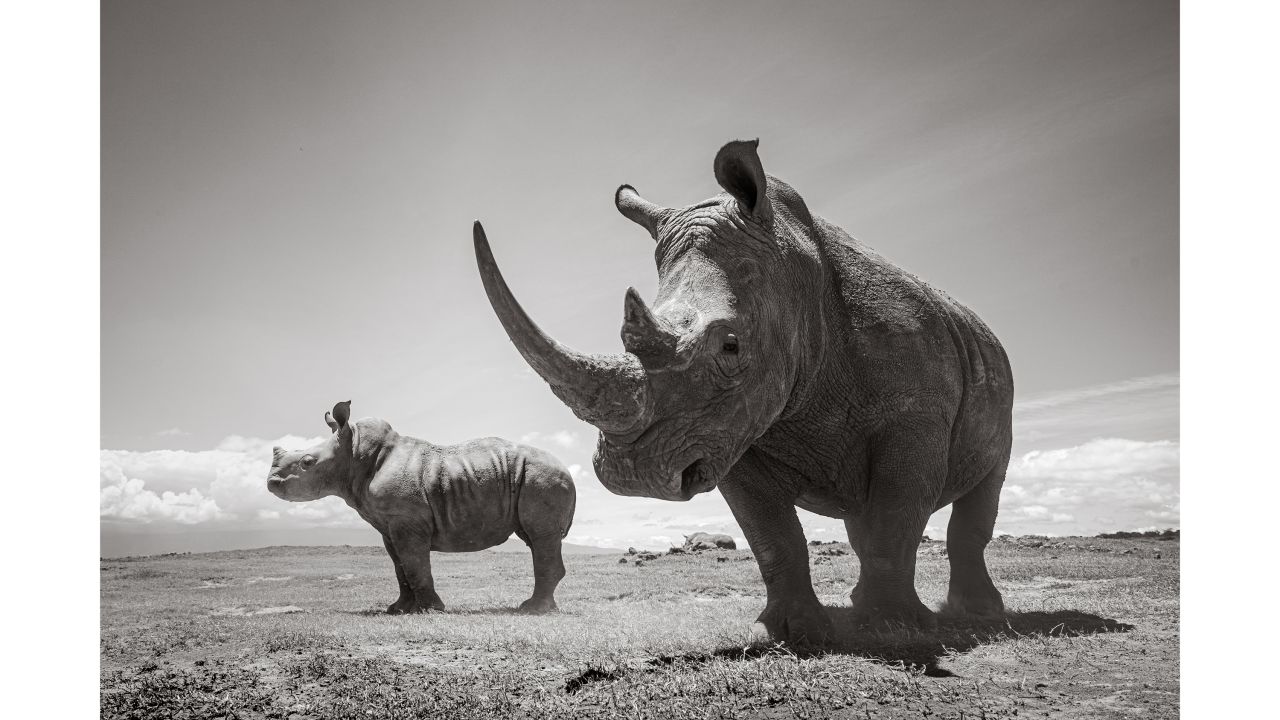 Endangered rhinos: View incredible pictures from Kenya | CNN