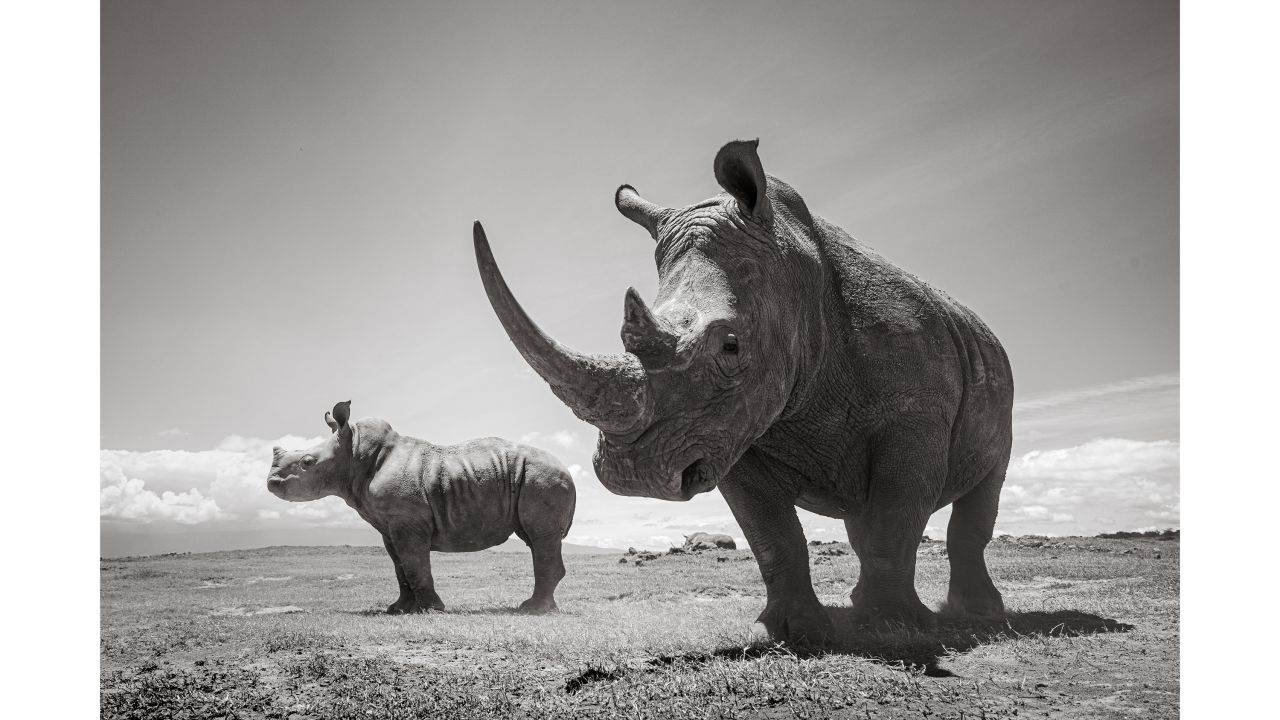 Endangered rhinos: View incredible pictures from Kenya | CNN Endangered rhinos: View incredible pictures from Kenya | CNN