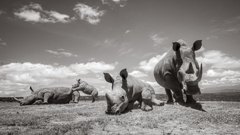 <strong>Environmentally conscious:</strong> Burrard-Lucas worked with conservationists to work out where to put his cameras. Pictured here: white rhinos photographed with BeetleCam at Solio, Kenya.