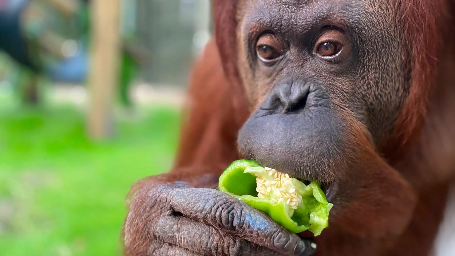 Sandra, a 33-year old orangutan settling into her new home at the Center for Great Apes in Florida. 