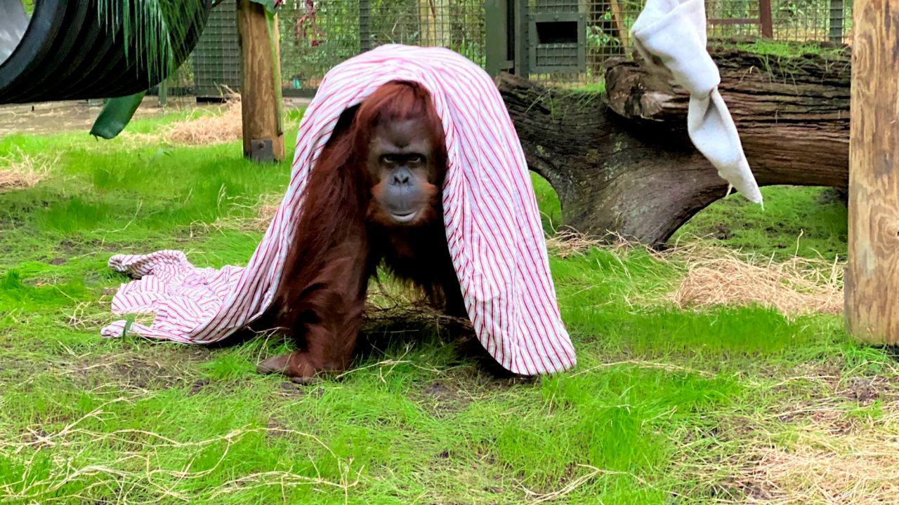 Sandra, a 33-year old orangutan settling into her new home at the Center for Great Apes in Florida. 