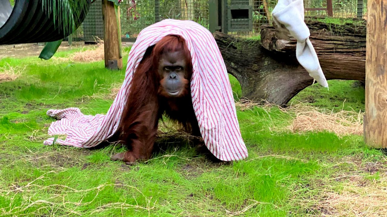 Sandra, a 33-year old orangutan settling into her new home at the Center for Great Apes in Florida.