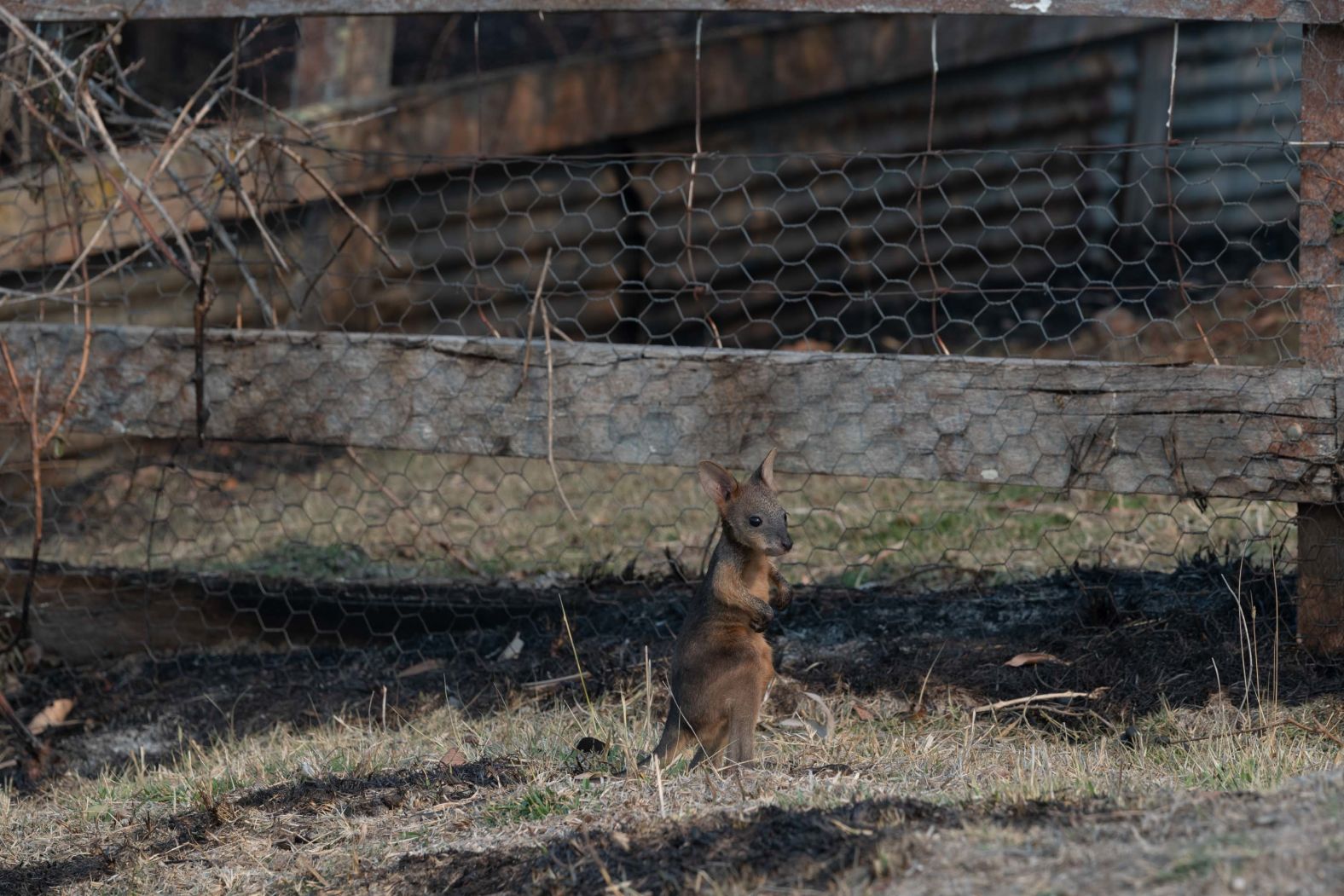 A lone joey is pictured on a scorched patch of ground in Torrington on November 11.