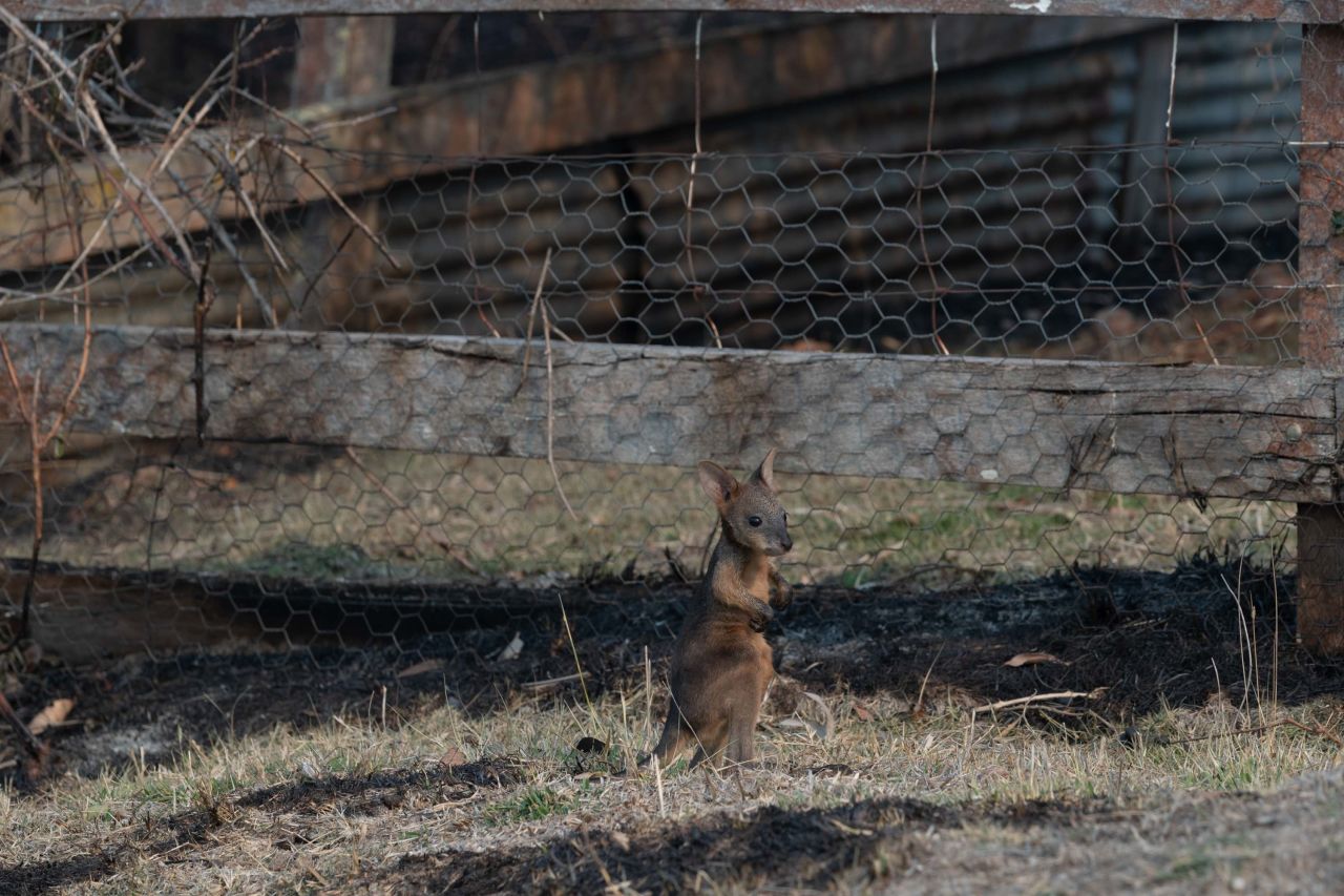 A lone joey is pictured on a scorched patch of ground in Torrington on November 11.