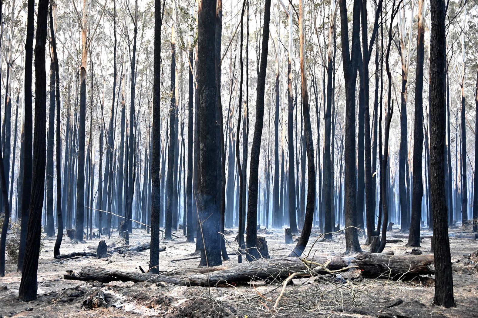 Burnt trees dot the landscape in Old Bar on November 10.