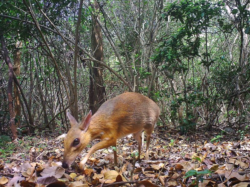 Deer like animal thought lost to science photographed for first time in 30 years CNN