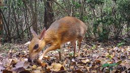 Camera Trap photo of a silver-backed chevrotain. A deer-like creature that was thought lost to science has been discovered living in the wild in Vietnam, reports a study in Nature Ecology & Evolution. Previously, the last known record of the silver-backed chevrotain was a hunter-killed specimen from 1990, but researchers have now photographed the species alive for the first time in 30 years.