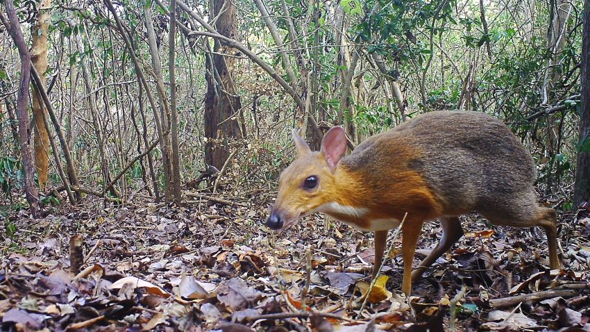 mouse deer vietnam found after 25 years