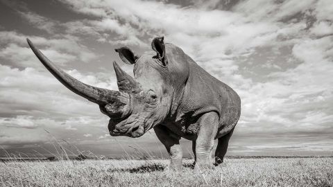 rhino-tease