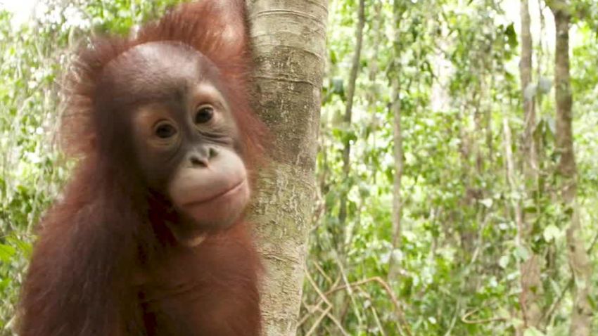 borneo is burning orangutans watson pkg_00001515.jpg