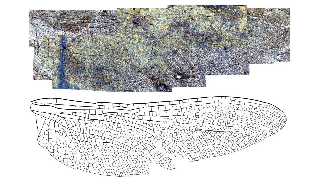 The wing of the new fossil dragonfly species Eoshna thompsonensis from the 53-million-year-old McAbee fossil beds. The name refers to the Thompson River in British Columbia, Canada, which fossil site overlooks.