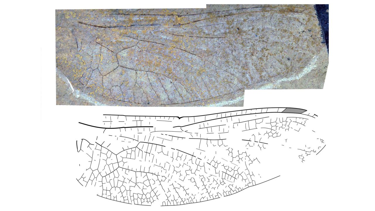 The wing of a new species of darner dragonfly from the 53-million-year-old McAbee fossil beds near Cache Creek, BC, Canada, which does not have enough detail preserved to formally name. 