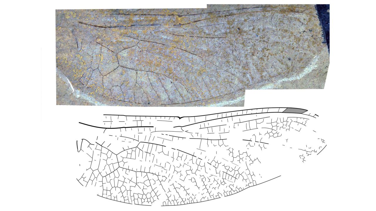 The wing of a new species of darner dragonfly from the 53-million-year-old McAbee fossil beds near Cache Creek, BC, Canada, which does not have enough detail preserved to formally name.