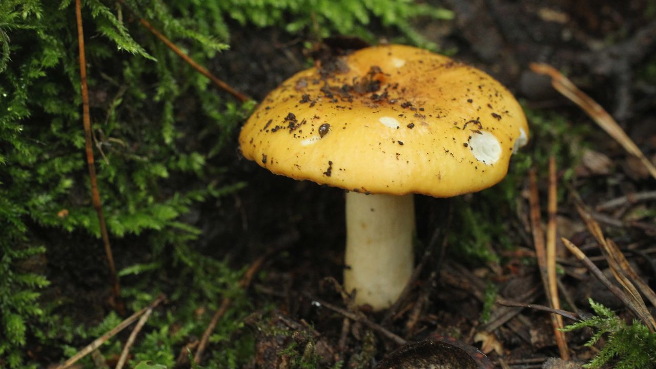 BERLIN, GERMANY - AUGUST 15:  A mushroom belonging to the Russula genus (in German: Taeubling) grows in a forest near Schlachtensee Lake on August 15, 2011 in Berlin, Germany. The exceptionally rainy German summer has caused mushrooms of all types to flourish, much to the delight of mushroom gatherers.  (Photo by Sean Gallup/Getty Images)