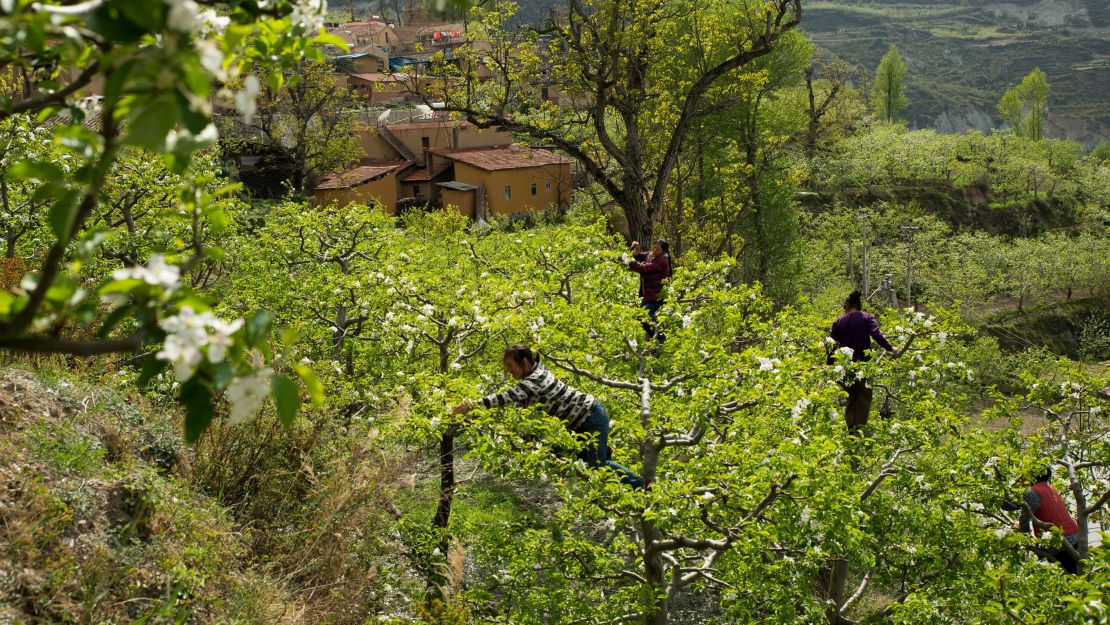 In Sichuan, China, farmers pollinate apple trees by hand. The heavy use of pesticides means the farmers have to do the bees' work, although hand-pollination also increases productivity and allows for cross pollination.