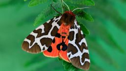garden tiger moth or great tiger moth Butterfly, night butterfly