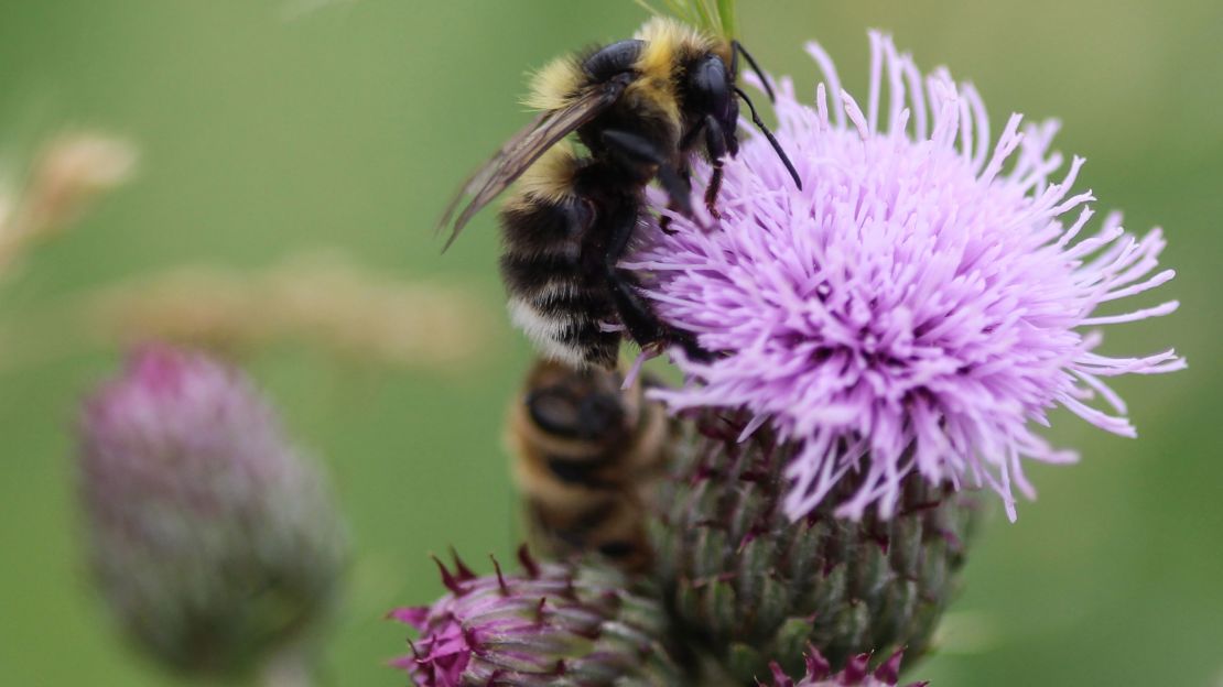 Bombus sylvarum, the shrill carder bee or knapweed carder bee, collecting nectar from a flower.