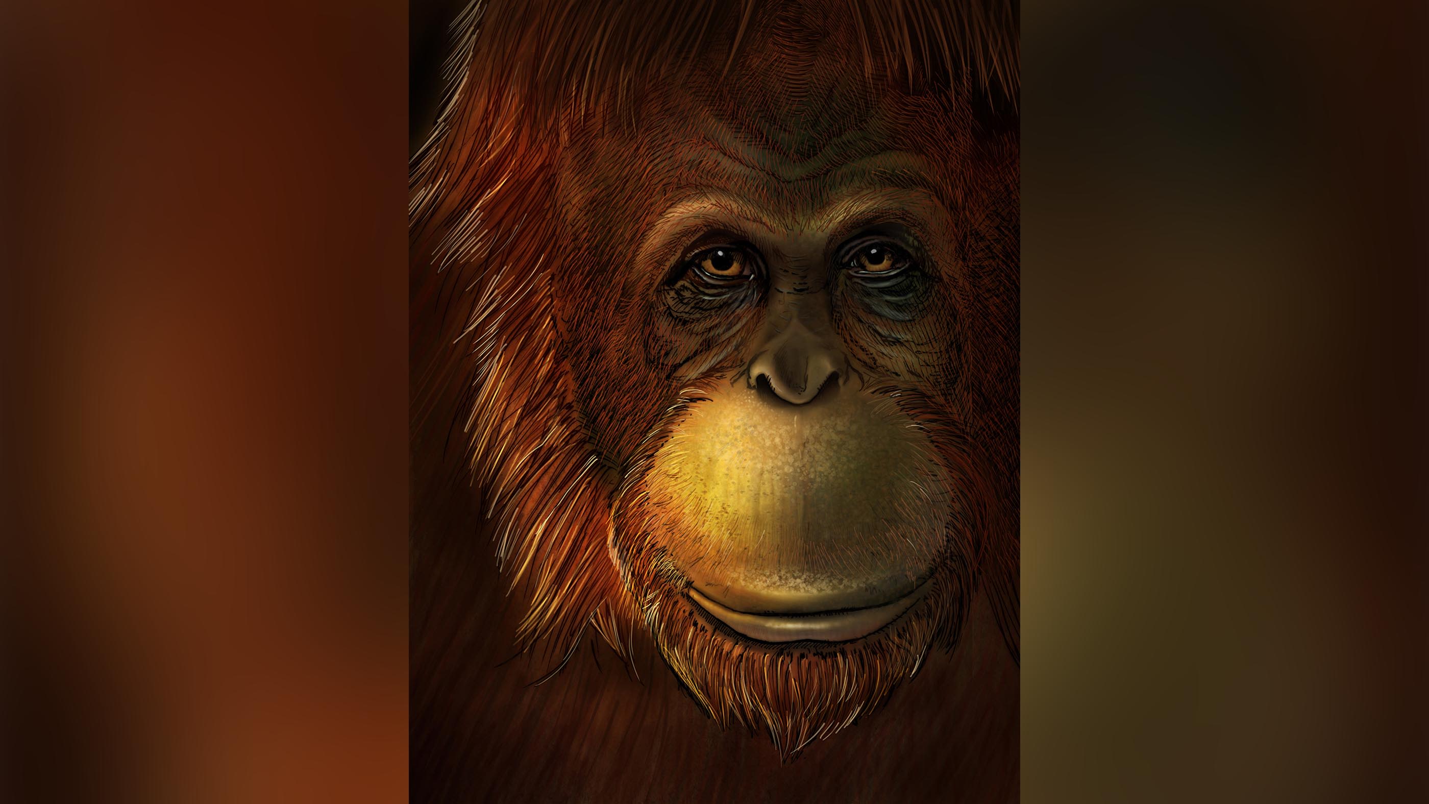 Real King Kong' primate was related to the orangutan