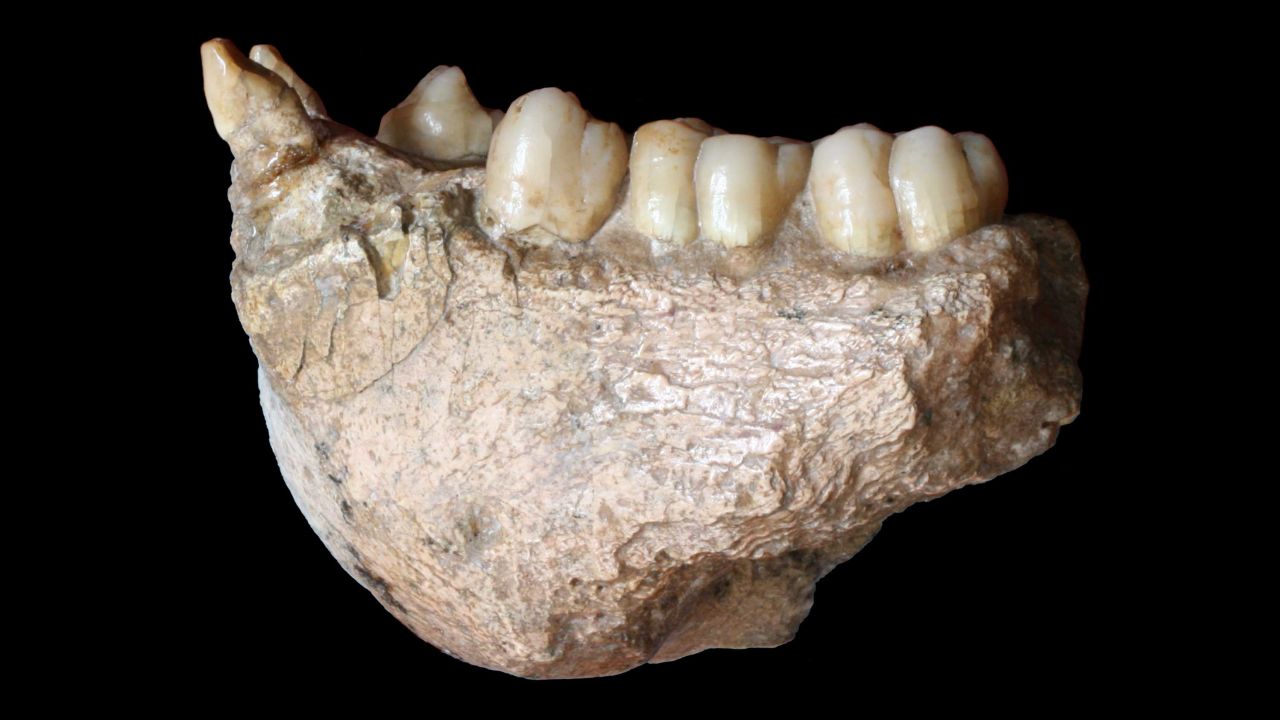 A jawbone belonging to the Gigantopithecus blacki, an extinct primate. 
