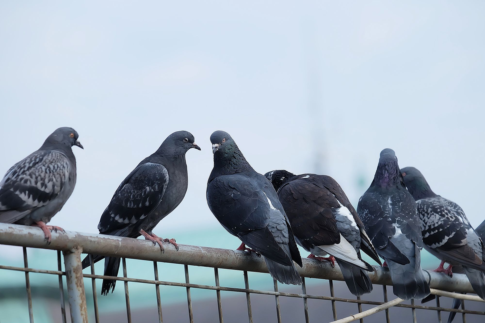 Pigeons could be losing their toes because of human hair | CNN