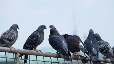 Researchers have discovered that human hair might be the reason why pigeons lose their toes.