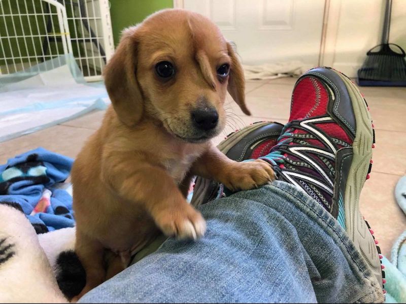 Puppies born sales with short tails