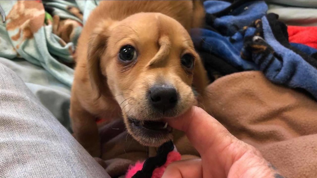 Narwhal is 10 weeks old, and recovering from frostbite in one paw.