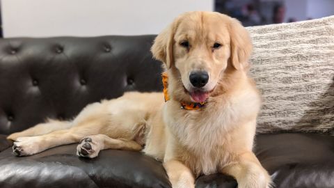 Life expectancy for dogs is six to 12 times shorter than humans.
