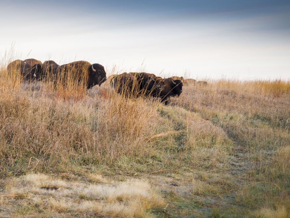 Bison once roamed across tallgrass prairies in the US. 