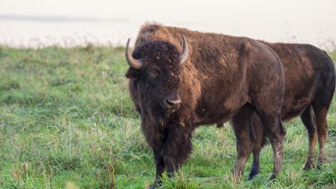 "Bison essentially are lawnmowers," says Holly Jones.