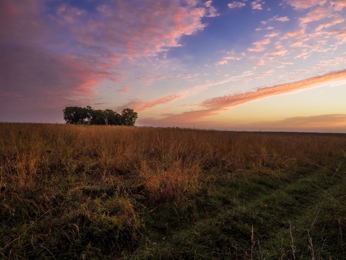 Nachusa is home to plants including threatened prairie bush clover, rare fame flower, Hill's thistle, and kittentail.