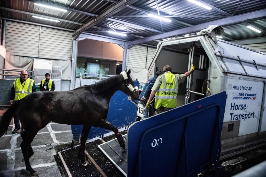 The horses are loaded onto travel containers which are wheeled on and off cargo planes. An average container can hold up to three horses at a time but owners can splash out on a more luxurious ticket which gives their animal more room, the equivalent of business or first class. 