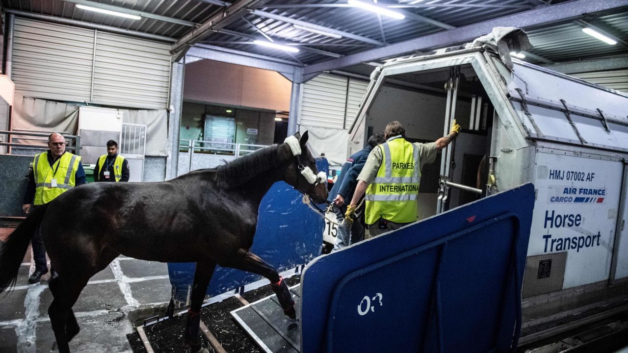 Horses are loaded into a travel box before being lifted onto a cargo plane.